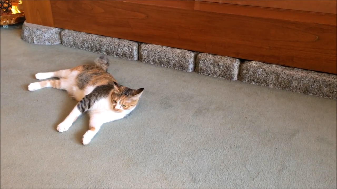 撮影会～看板猫まろん～