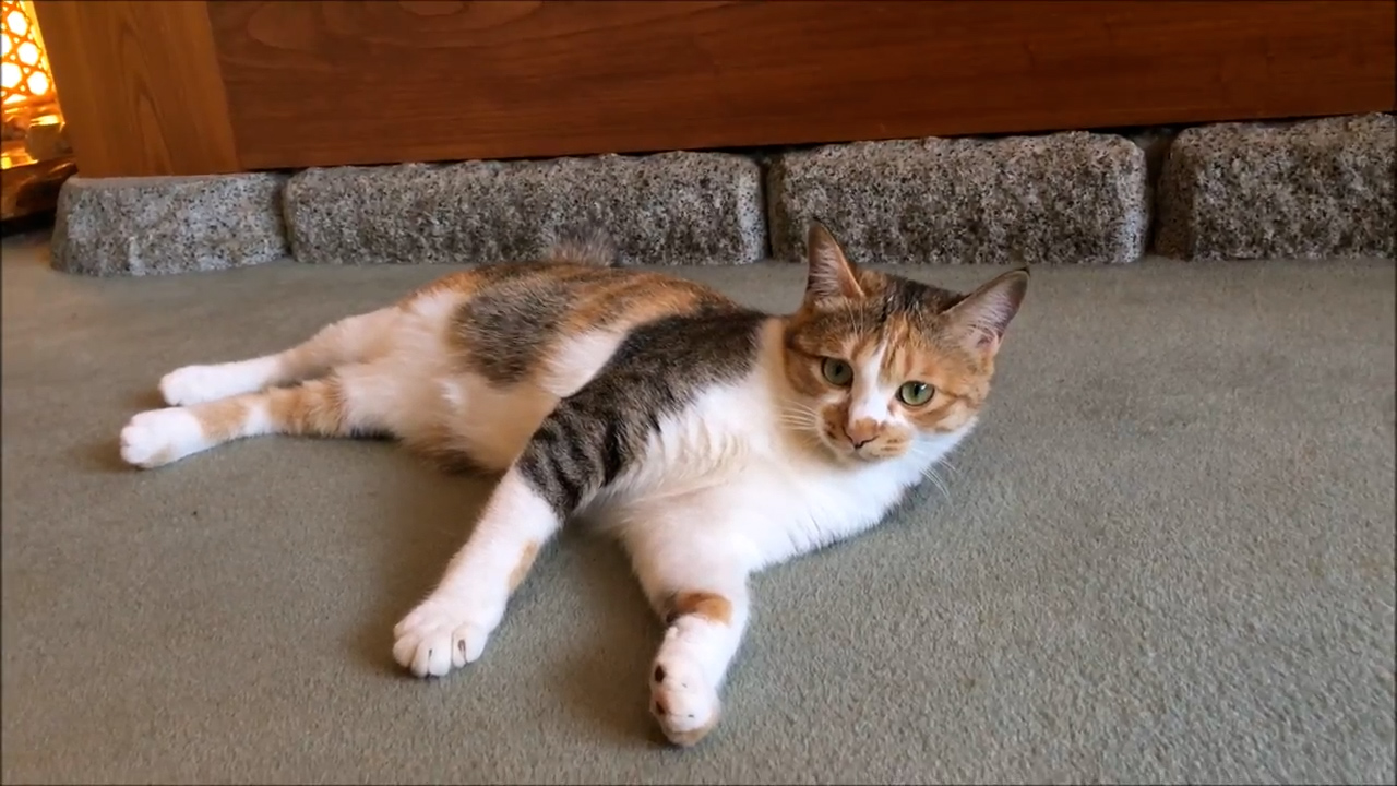 撮影会～看板猫まろん～