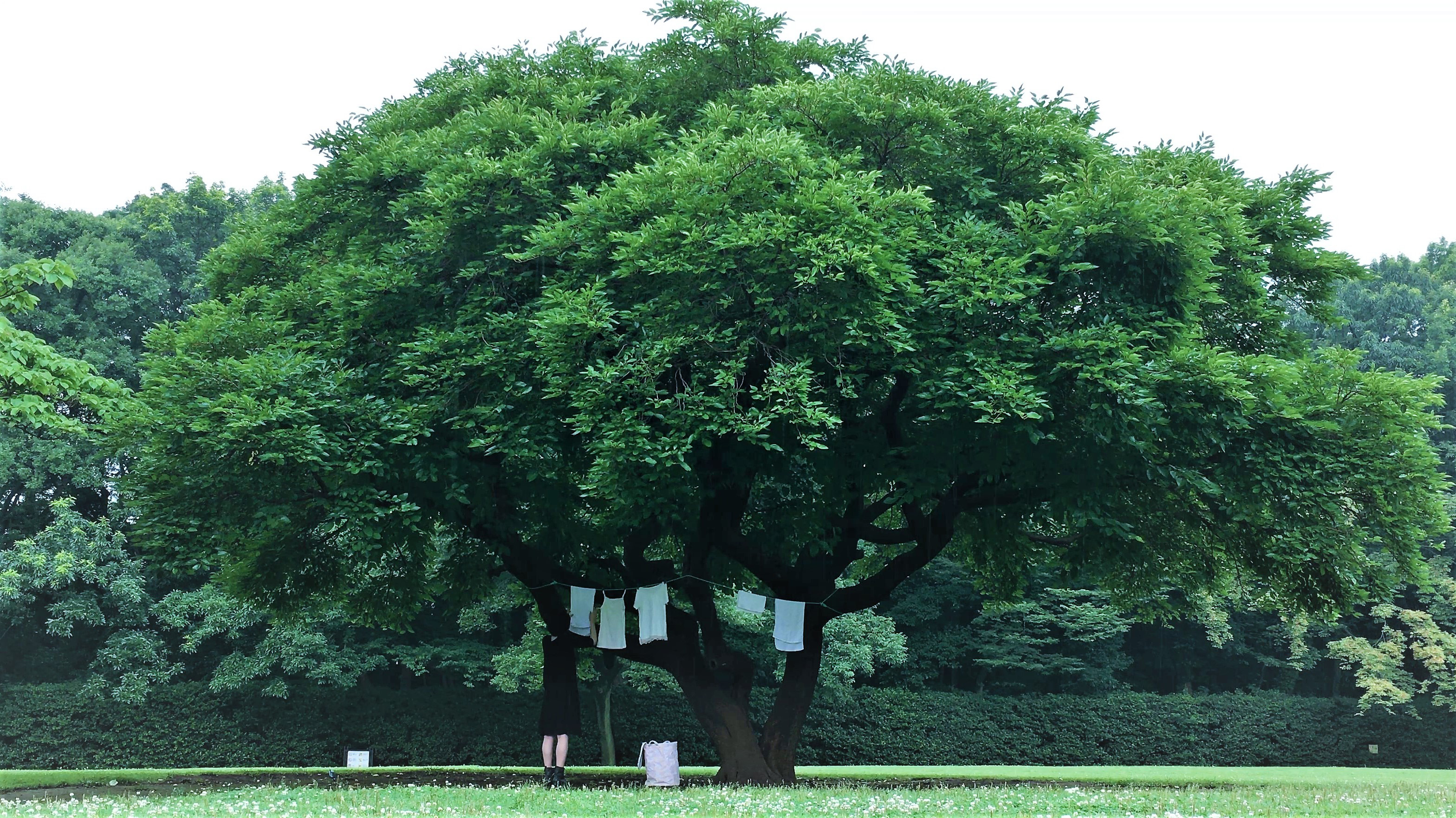 洗濯チェーホフ